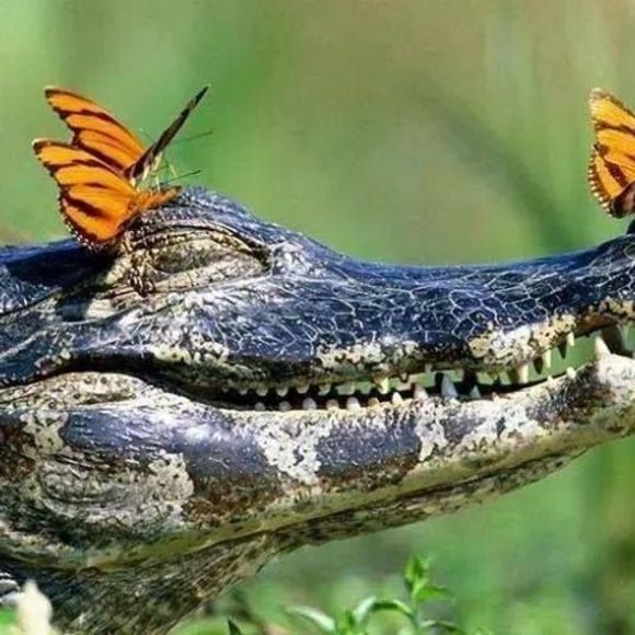 Meet your Posher, Theresa - Picture 1 of 1